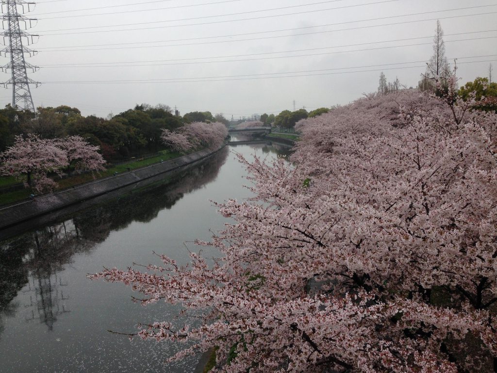 Pohon - pohon Sakura di sekitar Sungai Arako